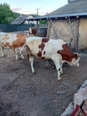 Vand Vaca Juninca  11 luni Baltata Romaneasca - imagine 3 Vand Vaca Juninca  11 luni Baltata Romaneasca - imagine 3