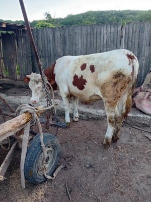 Vand Vaca Juninca  11 luni Baltata Romaneasca - imagine 2 Vand Vaca Juninca  11 luni Baltata Romaneasca - imagine 2