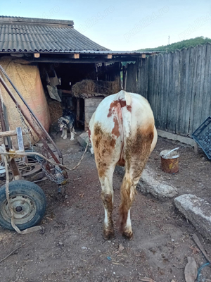 Vand Vaca Juninca  11 luni Baltata Romaneasca - imagine 4 Vand Vaca Juninca  11 luni Baltata Romaneasca - imagine 4