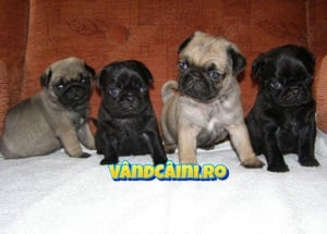 Firma Autorizata-Mops Pug de vanzare cu carnet, vaccin, factura, pasaport-livrare la Bucuresti - imagine 3