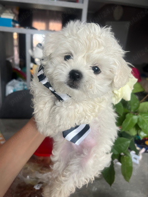 bichon mini toy 