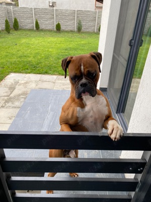 Boxer german - imagine 2