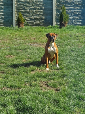 Boxer german - imagine 5