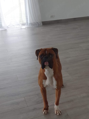 Boxer german - imagine 3