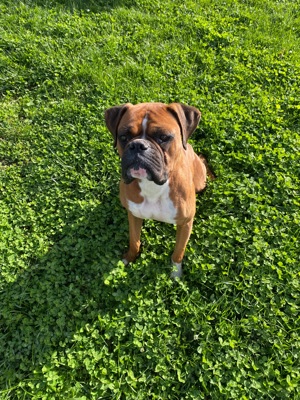 Boxer german - imagine 4