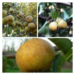 Palinca de pere padurete  - imagine 2