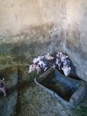 petrain belgian rasa pura - imagine 5