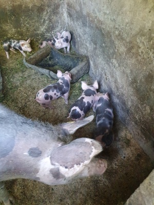 petrain belgian rasa pura - imagine 4