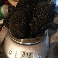 Vand caini pentru cautat trufe, - imagine 2