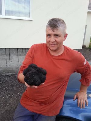 Vand caini pentru cautat trufe, - imagine 3