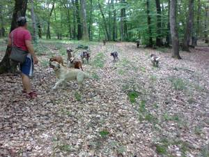 Vand caini pentru cautat trufe, - imagine 4