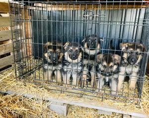 Vand pui ciobanesc german,linie deosebita