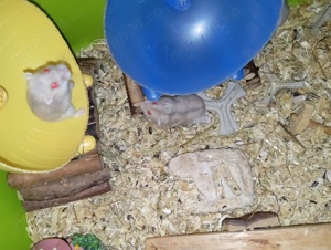 Vand Hamsteri pitici Rusesti - Siberieni, blanzi, cuminti, dragalasi - imagine 3