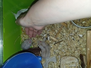 Vand Hamsteri pitici Rusesti - Siberieni, blanzi, cuminti, dragalasi - imagine 2