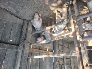 purcei pietrain si duroc - imagine 2 purcei pietrain si duroc - imagine 2