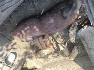 purcei pietrain si duroc - imagine 3 purcei pietrain si duroc - imagine 3