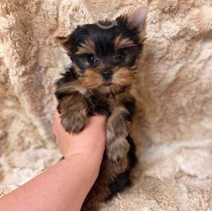 Yorkshire terrier vaccinat