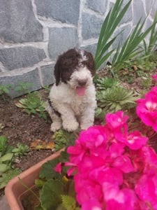 Vând cățelușa lagotto romagnolo  - imagine 3