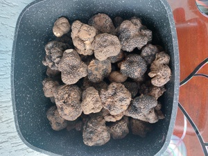 Lagotto romagnolo adulti sau pui - imagine 3