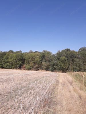 Proprietar vând teren intravilan la pădure cu vedere spre lacul din zona Moara Vlăsiei(Vlăsia)jud.If - imagine 5