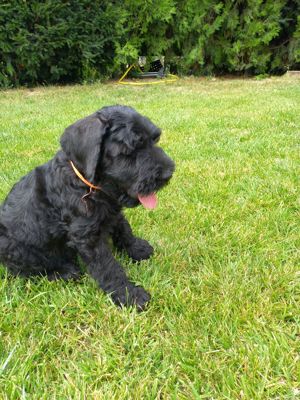 Pui Schnauzer Uriaș  - imagine 6