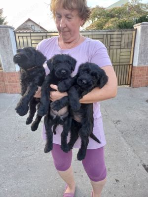 Pui Schnauzer Uriaș 