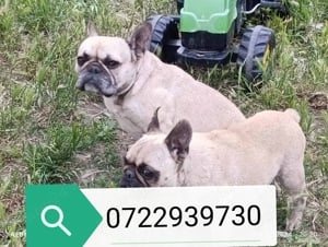 Bulldog francez mascul 3 ani - imagine 2 Bulldog francez mascul 3 ani - imagine 2