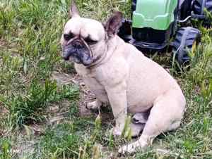 Bulldog francez mascul 3 ani