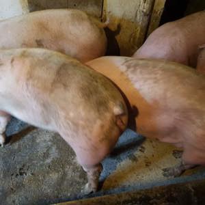 Porci de tăiat 100-160kg Pic  - imagine 3