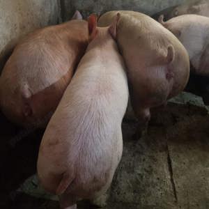 Porci Pik Rasă de Carne