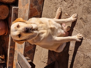 Labrador Retriever Negru Puiuti Masculi disponibili pentru rezervare - imagine 5