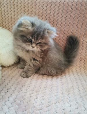 Pui british longhair - imagine 3