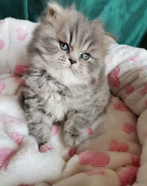 Pui british longhair - imagine 2
