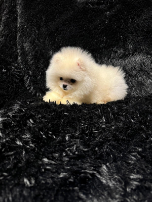 Pomeranian Tip Boo - imagine 2
