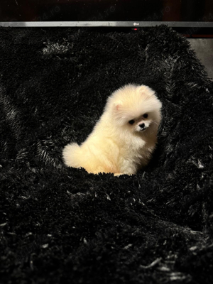Pomeranian Tip Boo - imagine 4