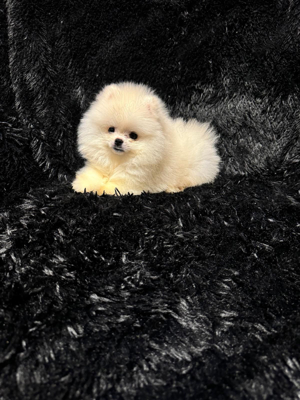 Pomeranian Tip Boo - imagine 3