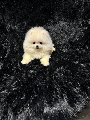 Pomeranian Tip Boo - imagine 5
