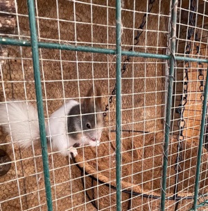 Vand veverite japoneze  - imagine 3