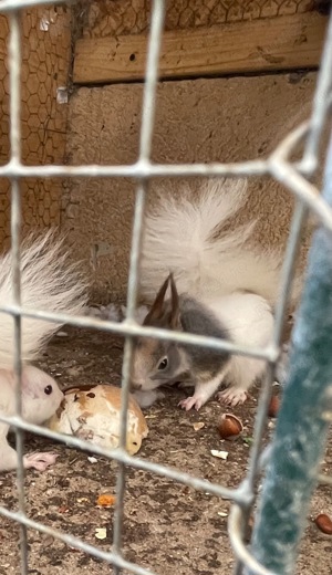 Vand veverite japoneze  - imagine 4