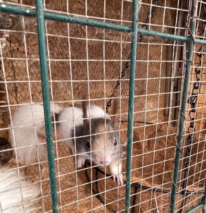 Vand veverite japoneze  - imagine 2