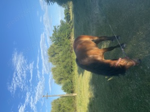 Vand manza de semigreu romanesc - imagine 4