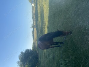 Vand manza de semigreu romanesc - imagine 3