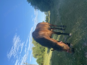 Vand manza de semigreu romanesc - imagine 2