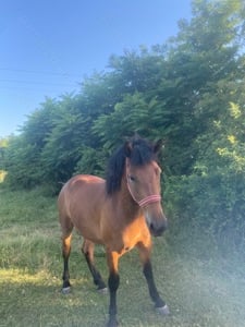 Vand manza de semigreu romanesc