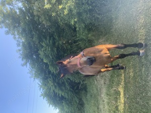 Vand manza de semigreu romanesc - imagine 5