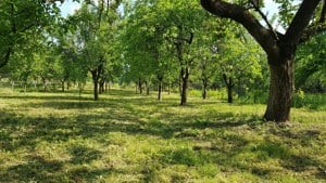 Teren intravilan Oradea Fagetului -panorama deosebita