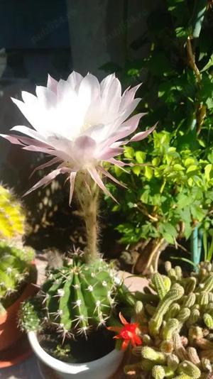 CACTUSI INFLORITI,in ghiveci ,cu radacinile intregi,diverse forme si culori,pentru pasionati  - imagine 3