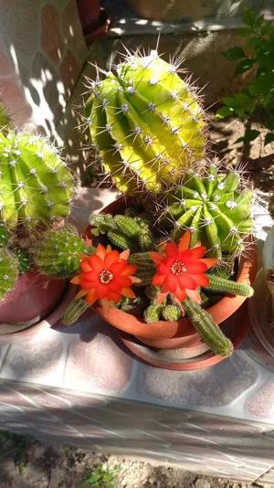 CACTUSI INFLORITI,in ghiveci ,cu radacinile intregi,diverse forme si culori,pentru pasionati  - imagine 6