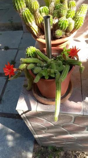 CACTUSI INFLORITI,in ghiveci ,cu radacinile intregi,diverse forme si culori,pentru pasionati  - imagine 8