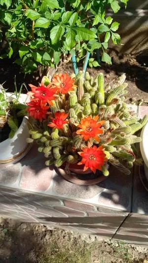 CACTUSI INFLORITI,in ghiveci ,cu radacinile intregi,diverse forme si culori,pentru pasionati  - imagine 2